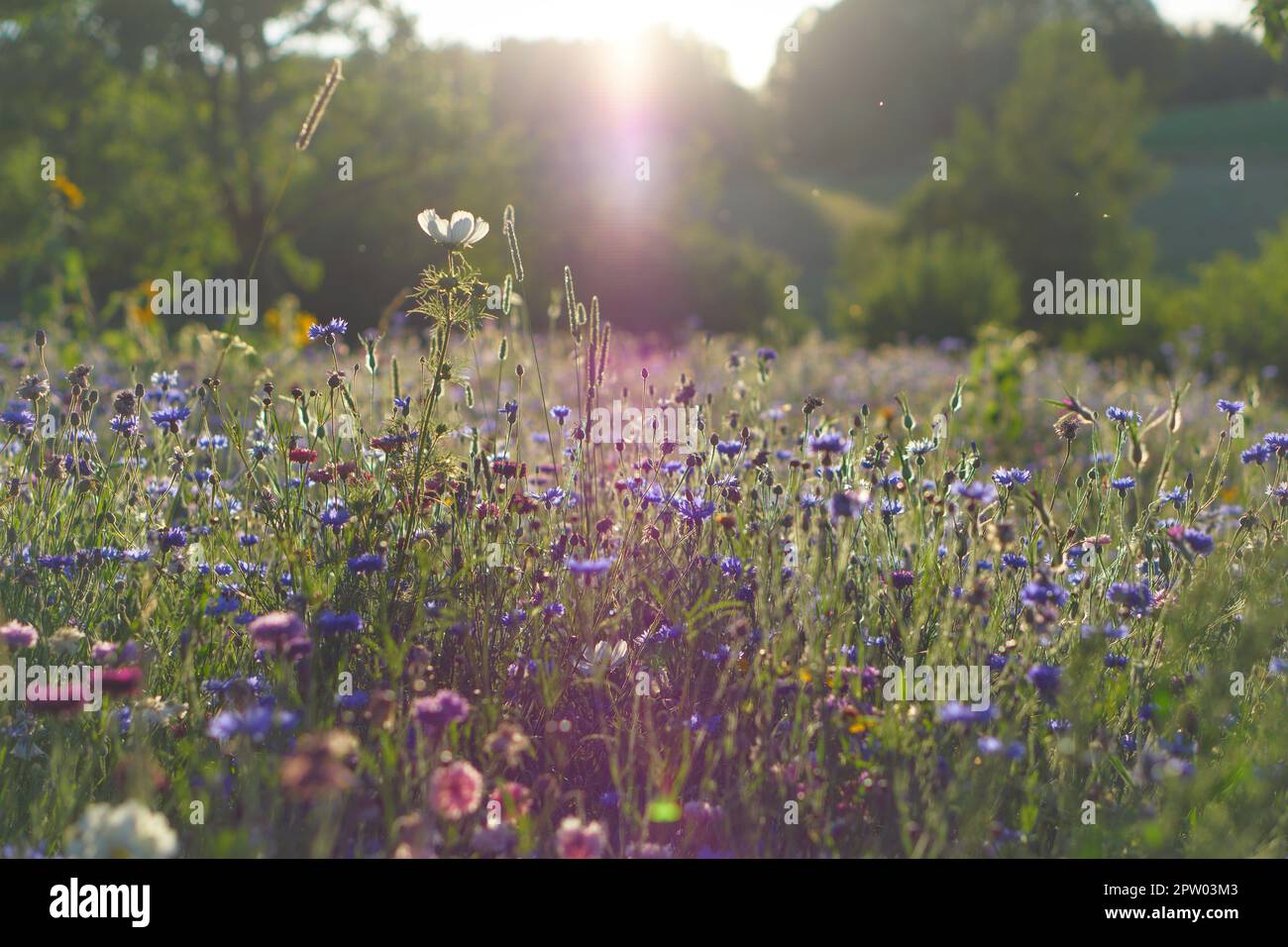 Sun rays falling on a flower meadow, in diffuse light. Cornflowers and
