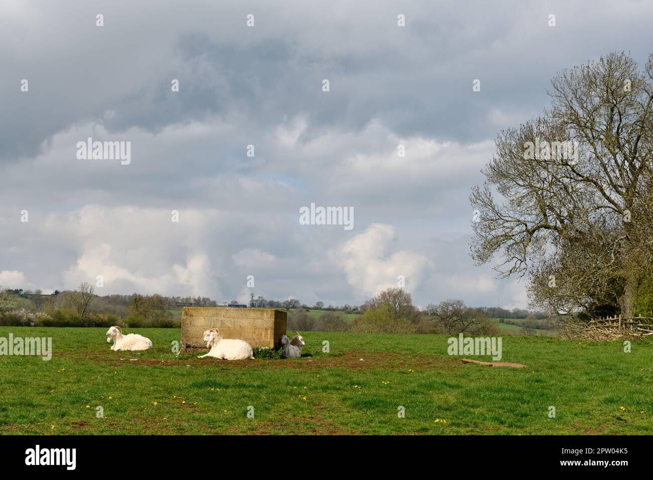 Domestic Goats  (Capra hircus) laying in the open Fields in the Cotswolds Stock Photo