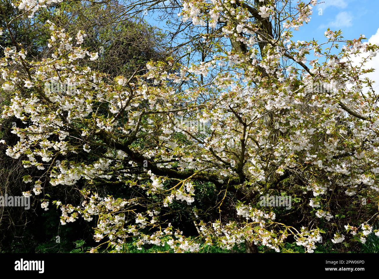 Blossoms hi res hi-res stock photography and images - Alamy