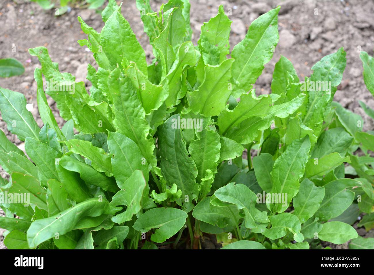 Sorrel grows in open organic soil in the garden Stock Photo