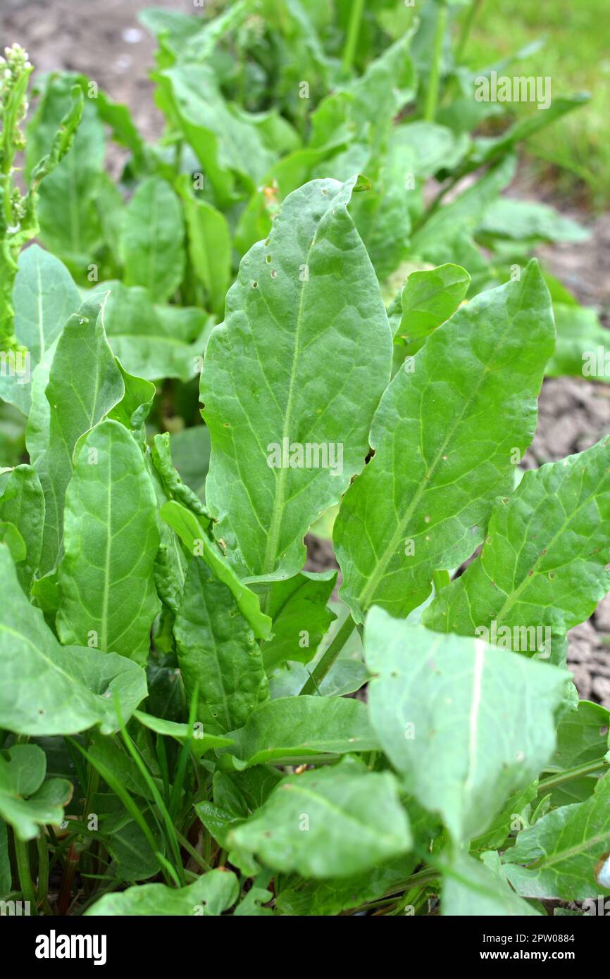 Sorrel grows in open organic soil in the garden Stock Photo