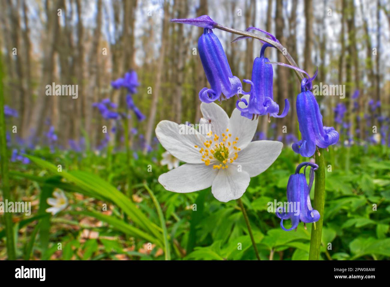 Wood anemone (Anemonoides nemorosa) in flower in patch of bluebells