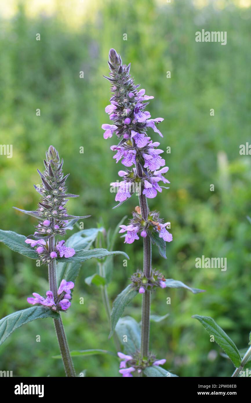 Stachys palustris grows among grasses in the wild Stock Photo