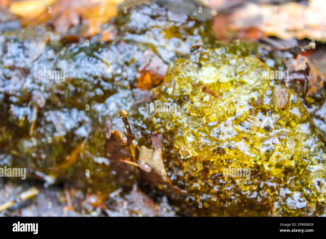 Green yellow angular slime n Drangstedt forest in Geestland Cuxhaven Lower Saxony Germany. Stock Photo