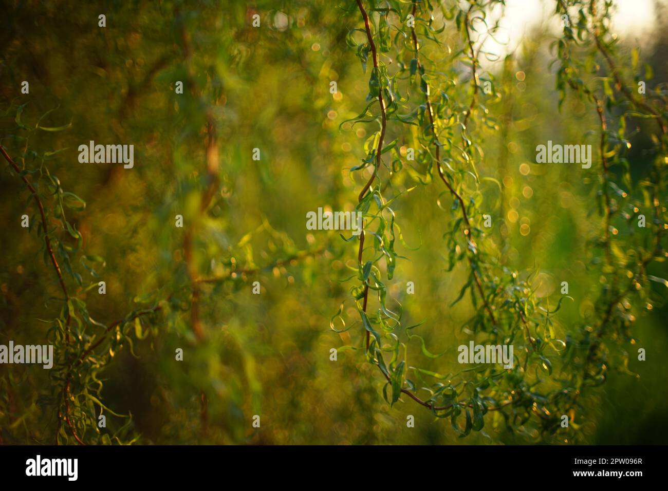 Weeping willow tree branches in sunny spring park. Stock Photo