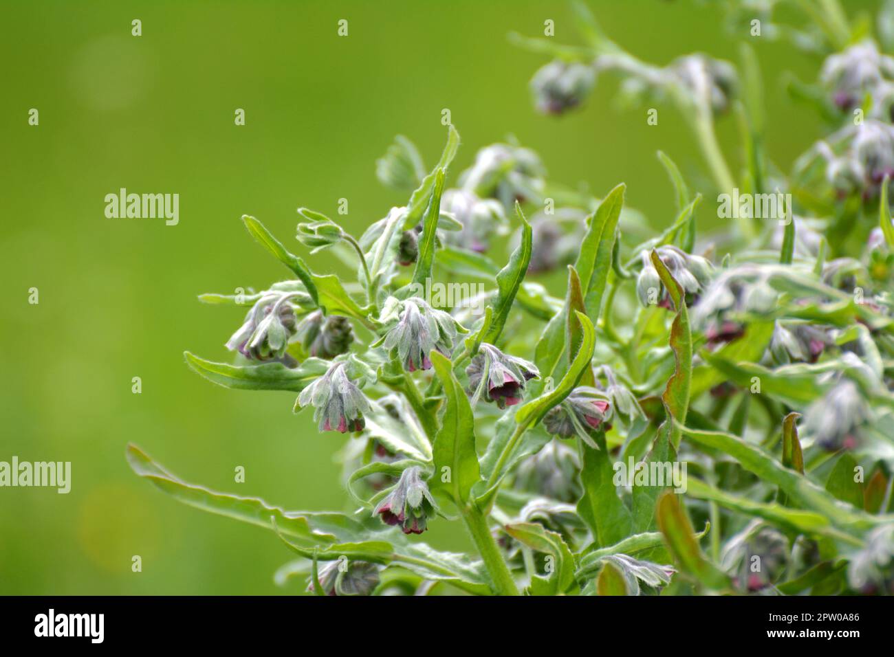 In the wild, Cynoglossum officinale blooms among grasses Stock Photo