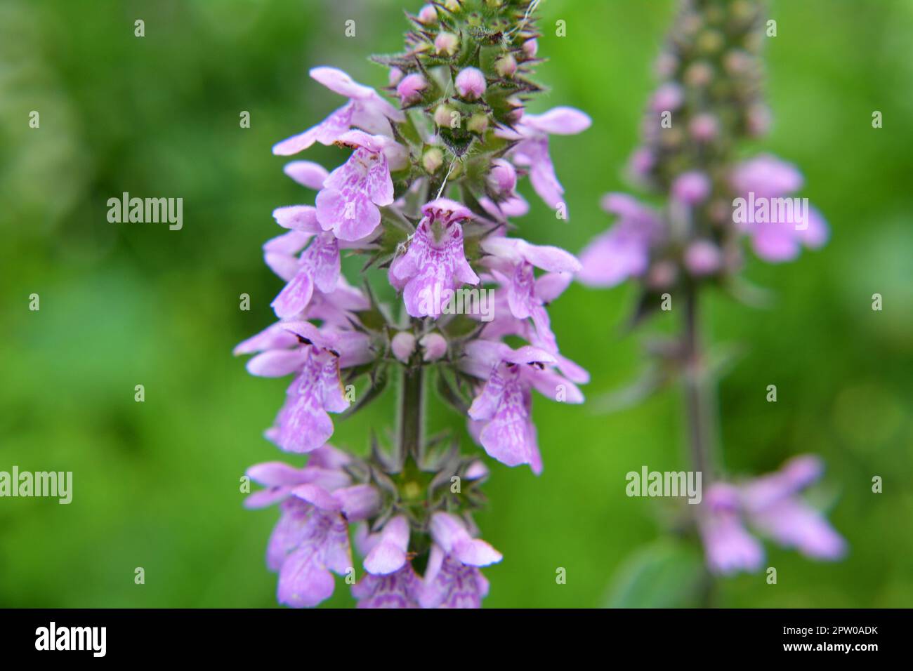 Stachys palustris grows among grasses in the wild Stock Photo