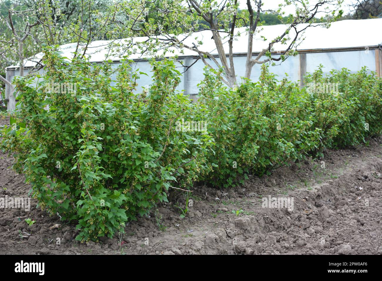 Berry bushes grow in the garden in the spring Stock Photo Alamy