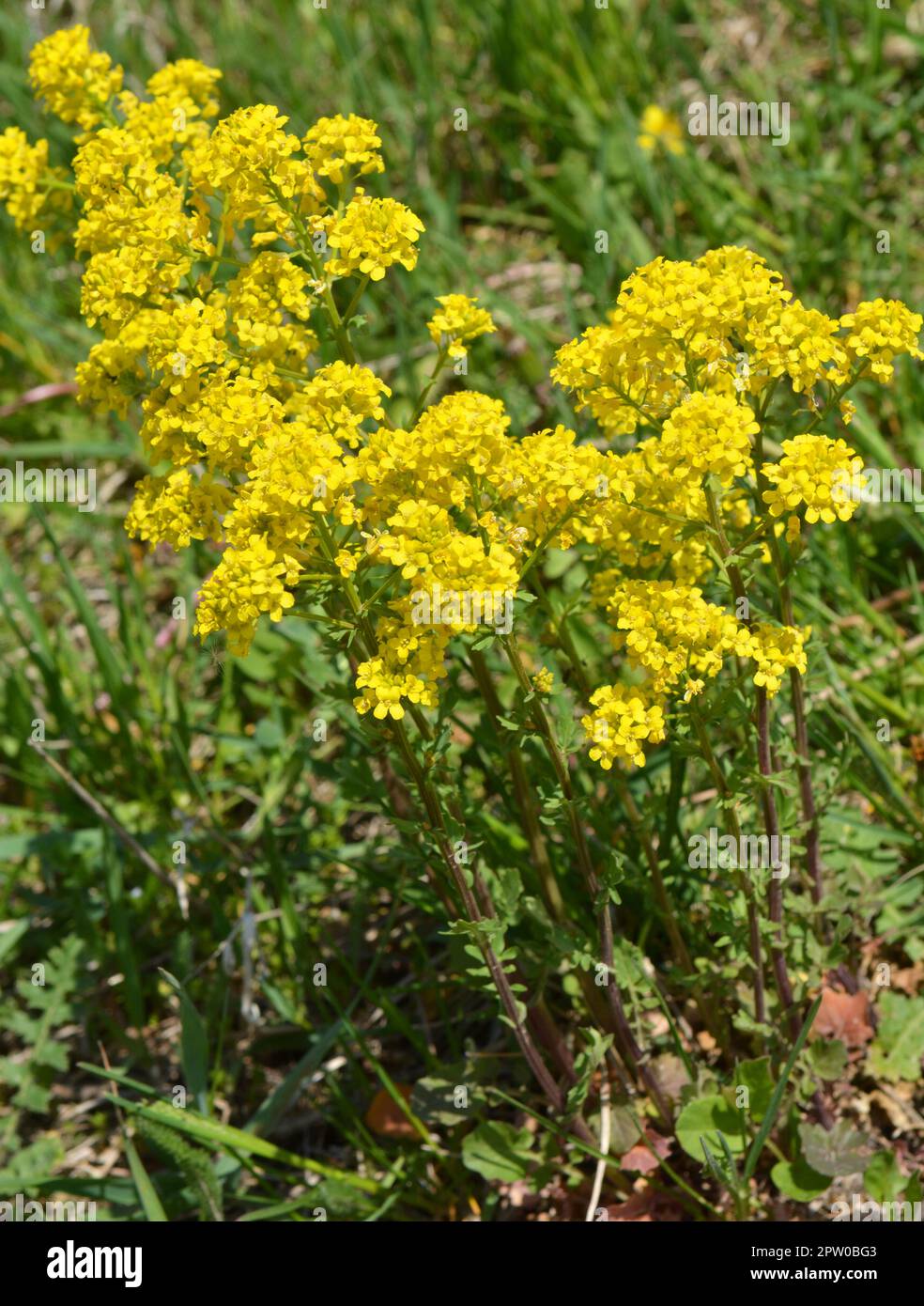 Wild turnip (Barbarea vulgaris) blooms in nature among grasses. Stock Photo