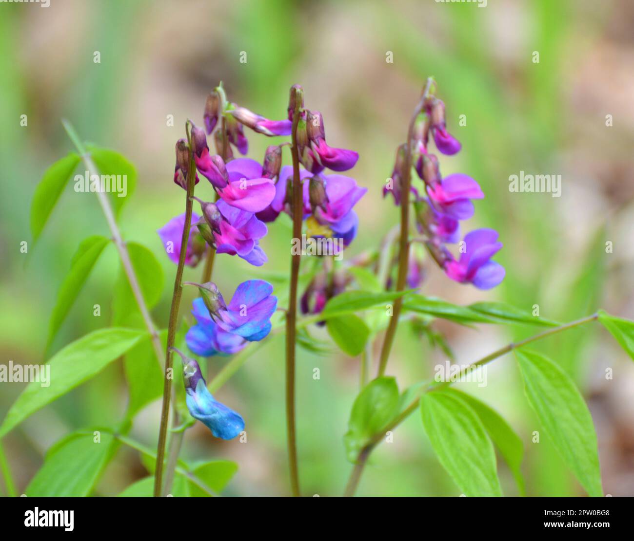 Spring in the wild in the forest blooms Lathyrus vernus Stock Photo