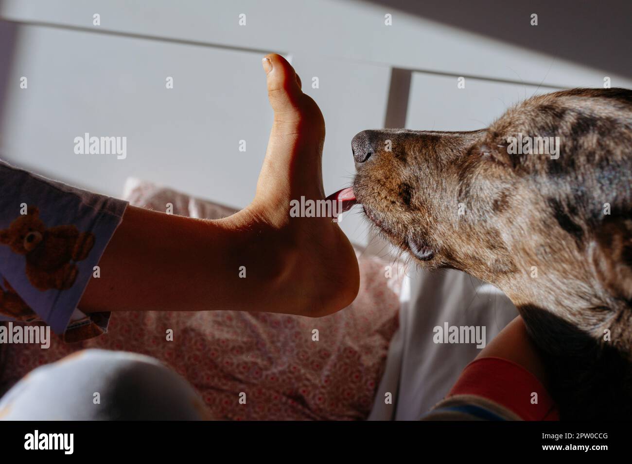 dog licking barefoot of child in the bed Stock Photo Alamy