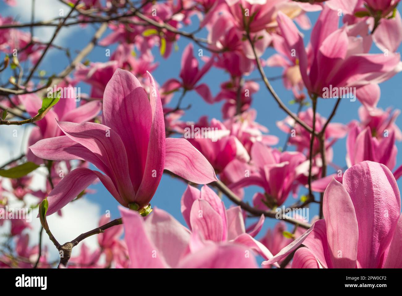 Magnolia soulangeana Flower on a twig blooming against clear blue sky at spring Stock Photo