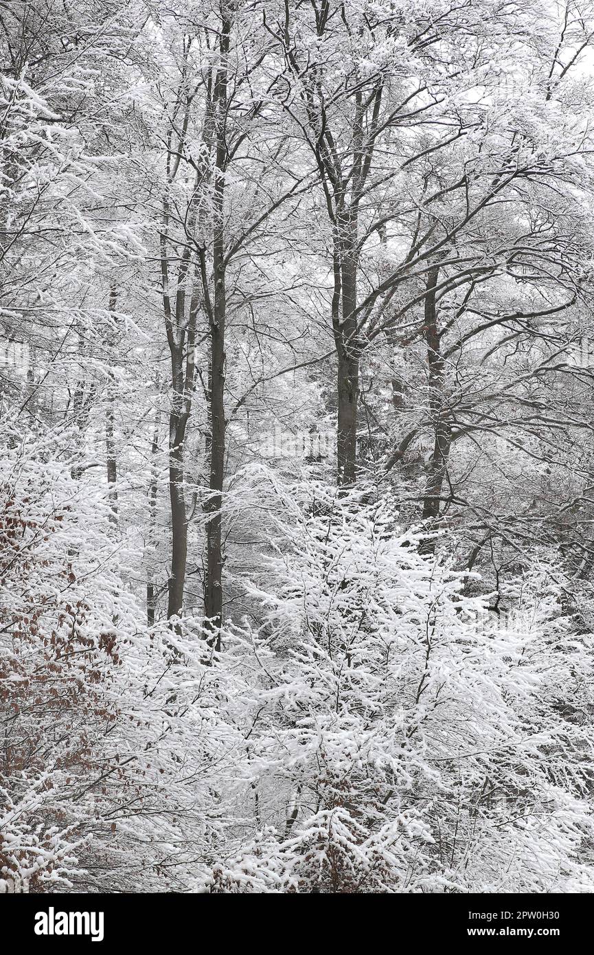 Winterwald bei Einhaus im Naturpark Sauerland-Rothaargebirge, in der Homert, zugeschneiter Winterwald mit tief hängenden verschneiten Ästen und Zweige Stock Photo