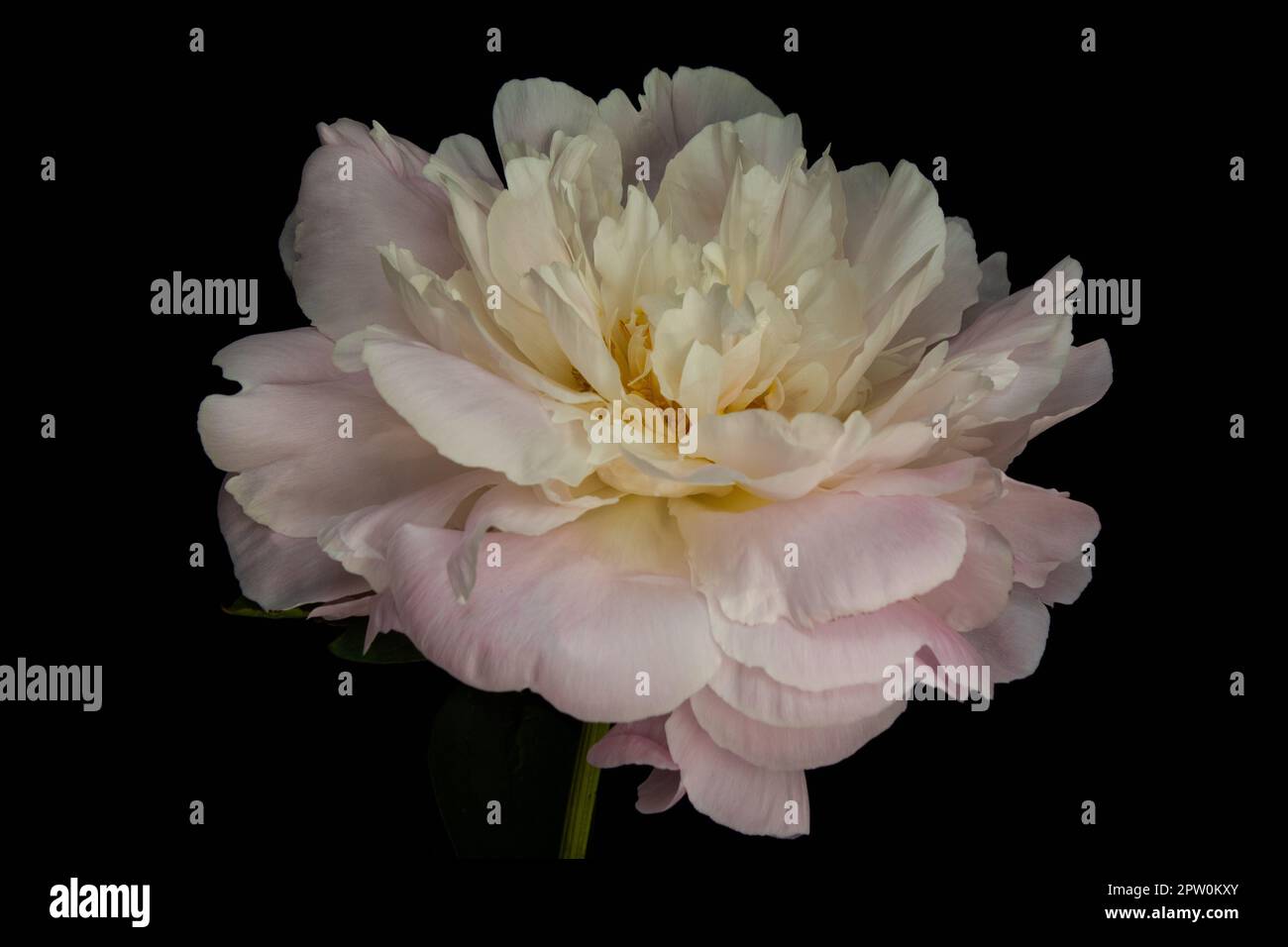 Still life of a Peony flower Stock Photo Alamy