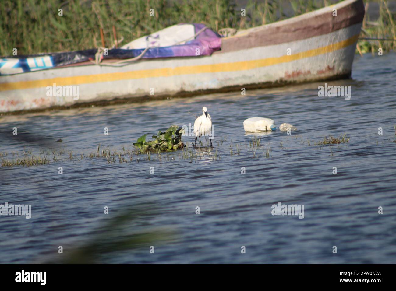 Little egret feeding near fishing boats and plastic waste bottle in Asi or Orontes river. World environment day concept idea. Stock Photo