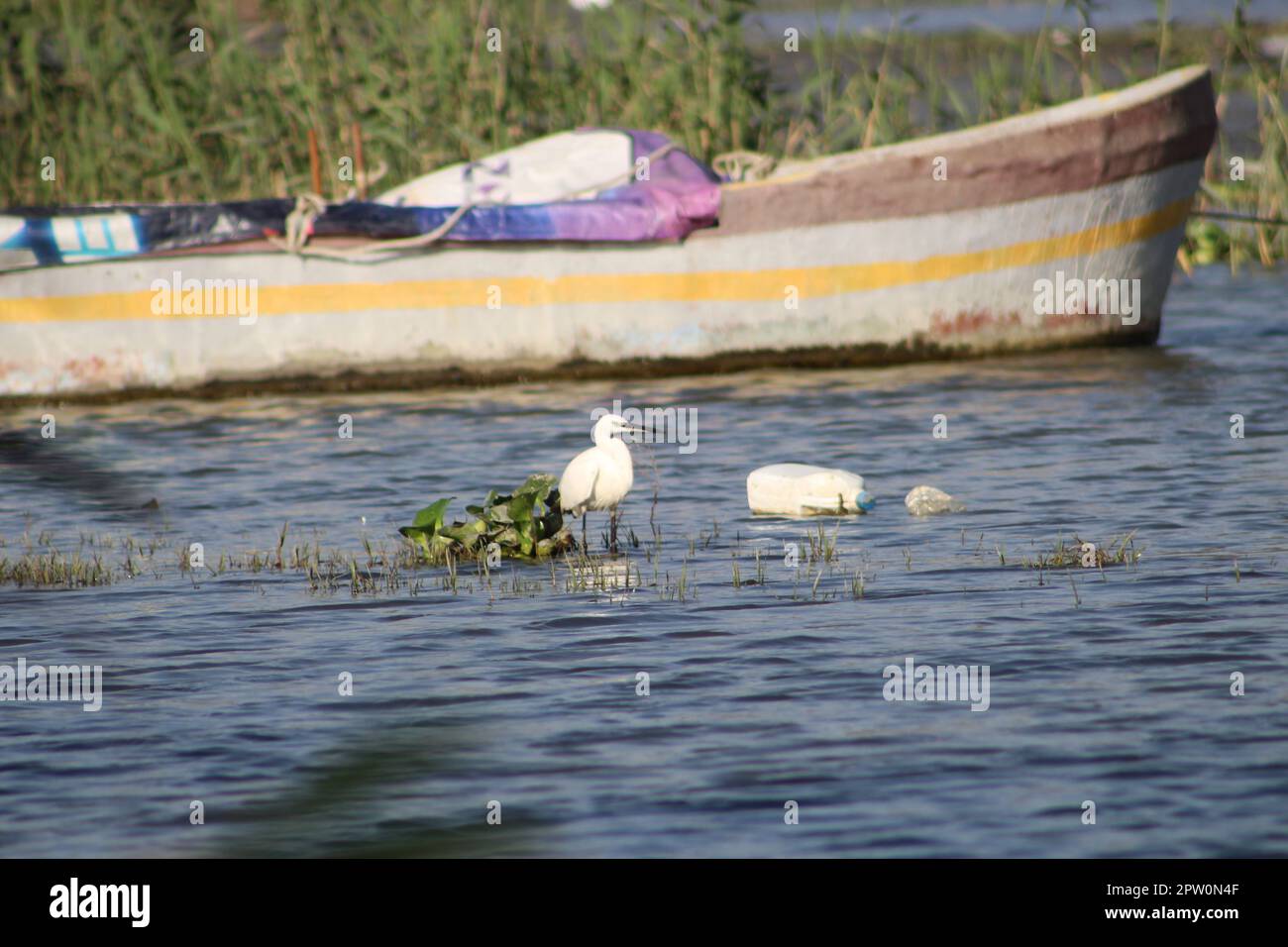 Little egret feeding near fishing boats and plastic waste bottle in Asi or Orontes river. World environment day concept idea. Stock Photo