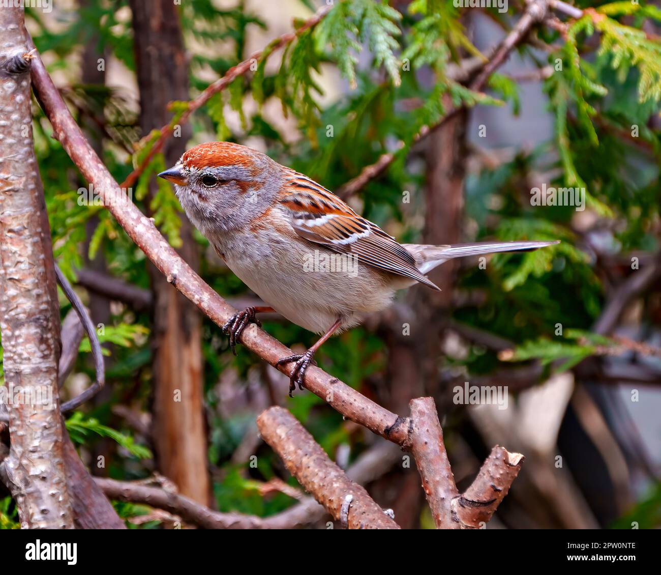 American Tree Sparrow close-up view perched on a cedar tree branch in its environment and habitat with a forest background. Sparrow Picture. Portrait. Stock Photo