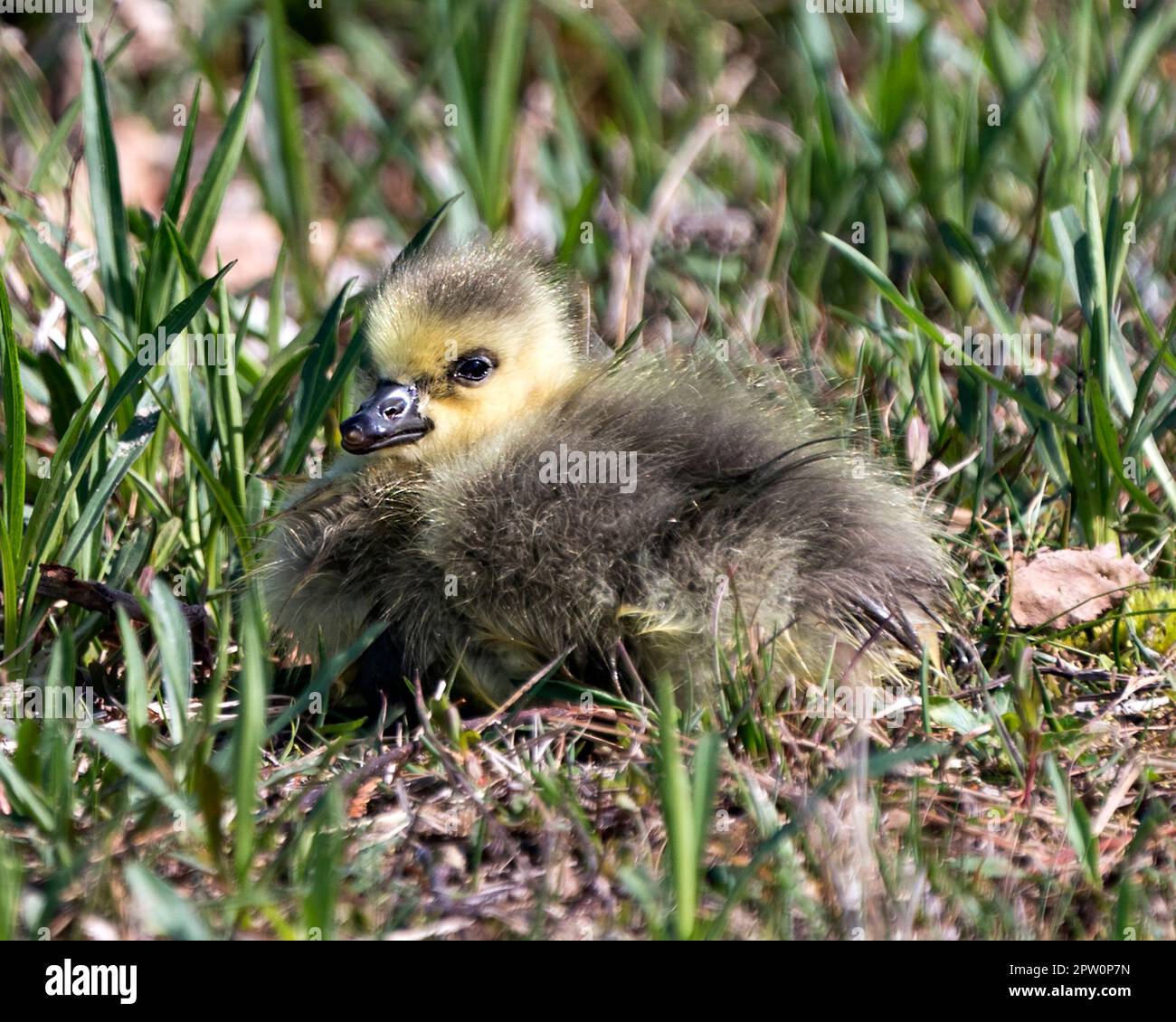 Canadian goose baby hi res stock photography and images Alamy