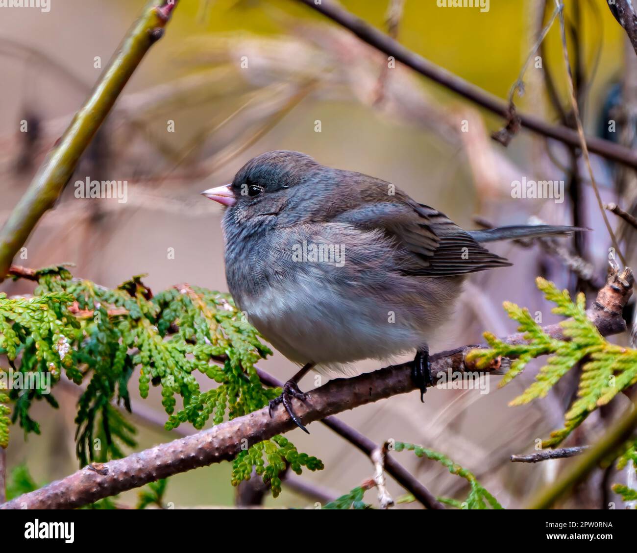 Slate Coloured Junco perched on a tree branch with a soft brown background in its environment and habitat surrounding and displaying multi coloured. Stock Photo