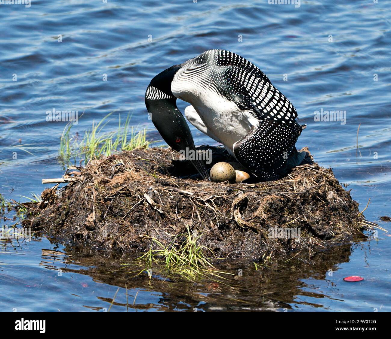 Loon nesting and turning two brown eggs with marsh grasses, mud and
