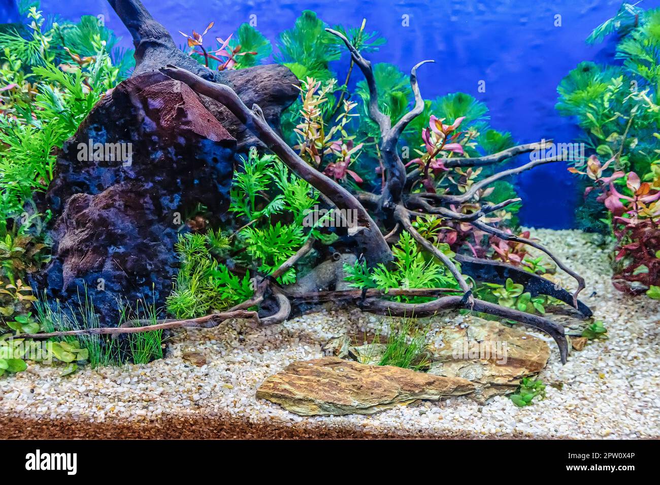 Aquarium decoration hi-res stock photography and images - Alamy