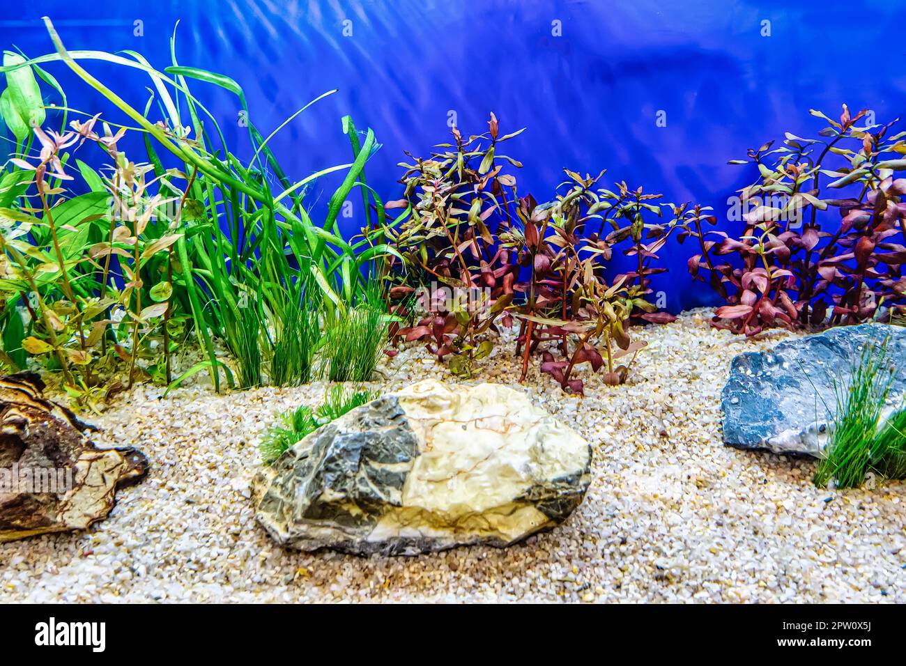 Aquarium decoration hi-res stock photography and images - Alamy