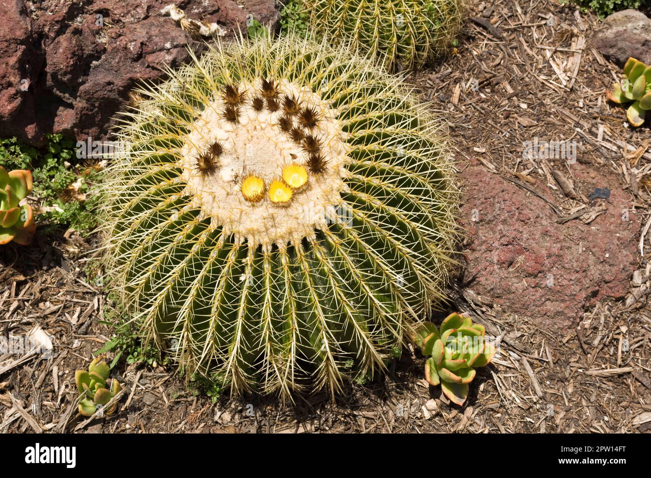 Drought-tolerant Golden barrel cactus plant with thorns growing in desert sand Stock Photo