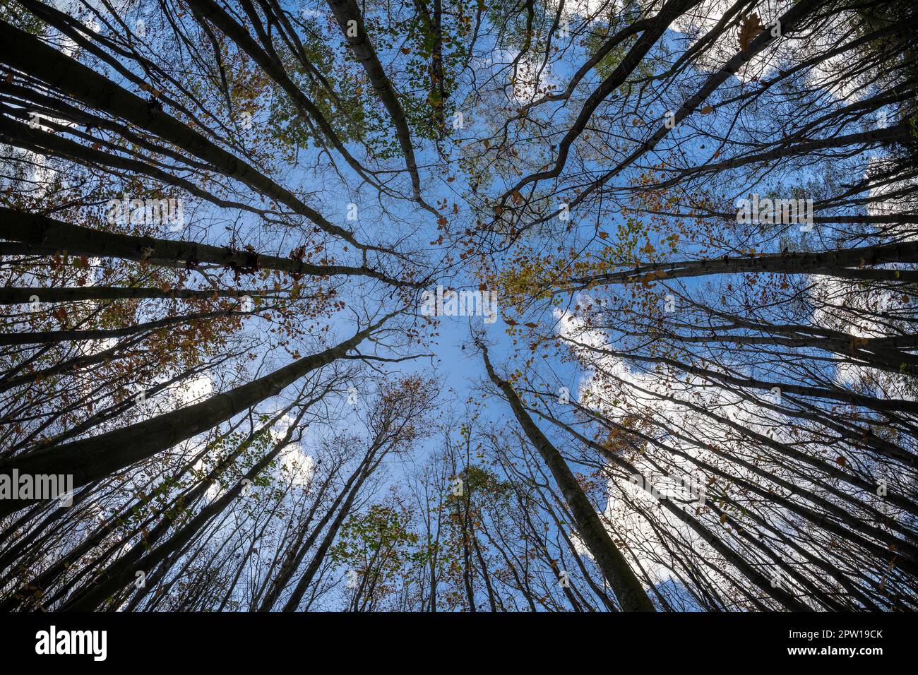 Tree trunks against the sky. Fisheye lens Stock Photo - Alamy