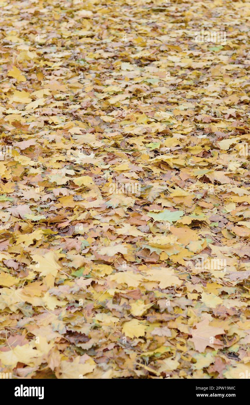 Yellowed leaves on the ground hi-res stock photography and images - Alamy