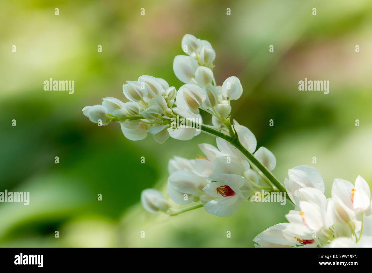 A bouquet of white flowers is a bunch of ivy. Stock Photo