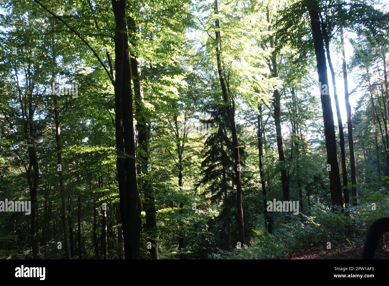 temperate broadleaf and mixed forest with conifers and deciduous trees