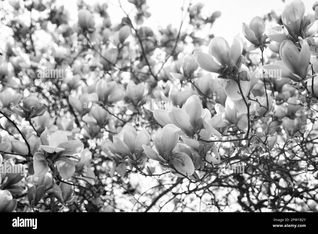 pink flowers of blooming magnolia tree in spring. springtime Stock ...