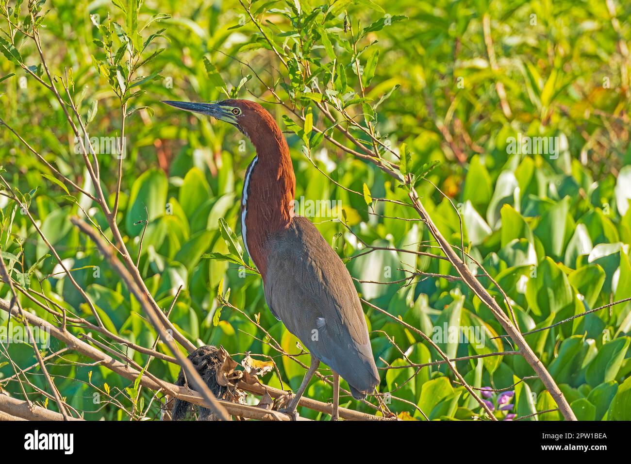 A Rufescent Tiger Heron on a Jungle Shore in the Pantanal in Brazil Stock Photo
