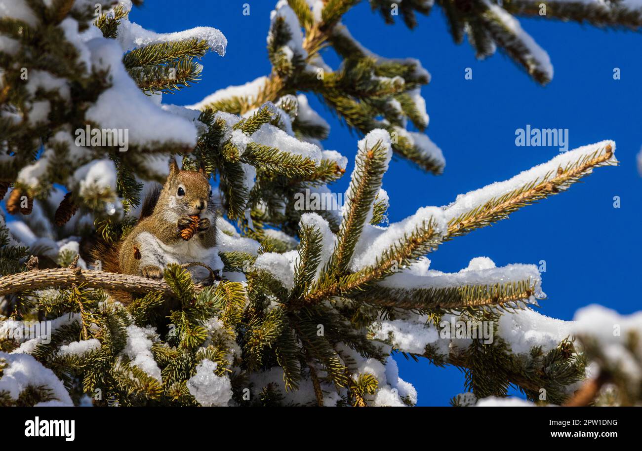 Red squirrel feeding in a white spruce tree in northern Wisconsin. Stock Photo