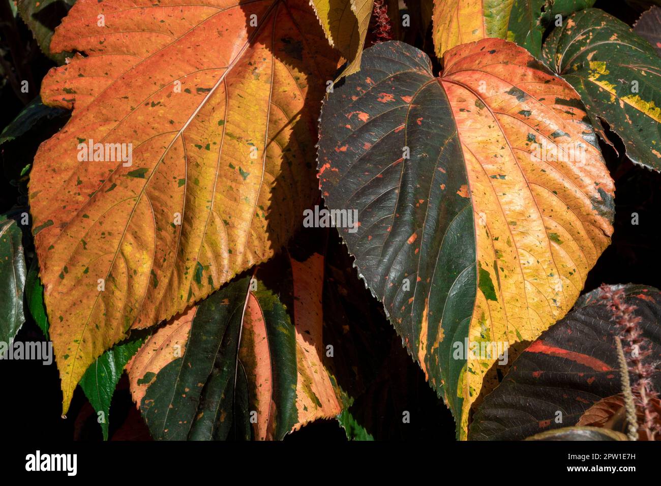Nature background. Closeup of a plant with multicolored leaves Stock Photo