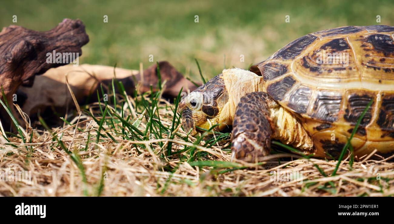 Russian tortoise crawling on the grass. Selective focus Stock Photo
