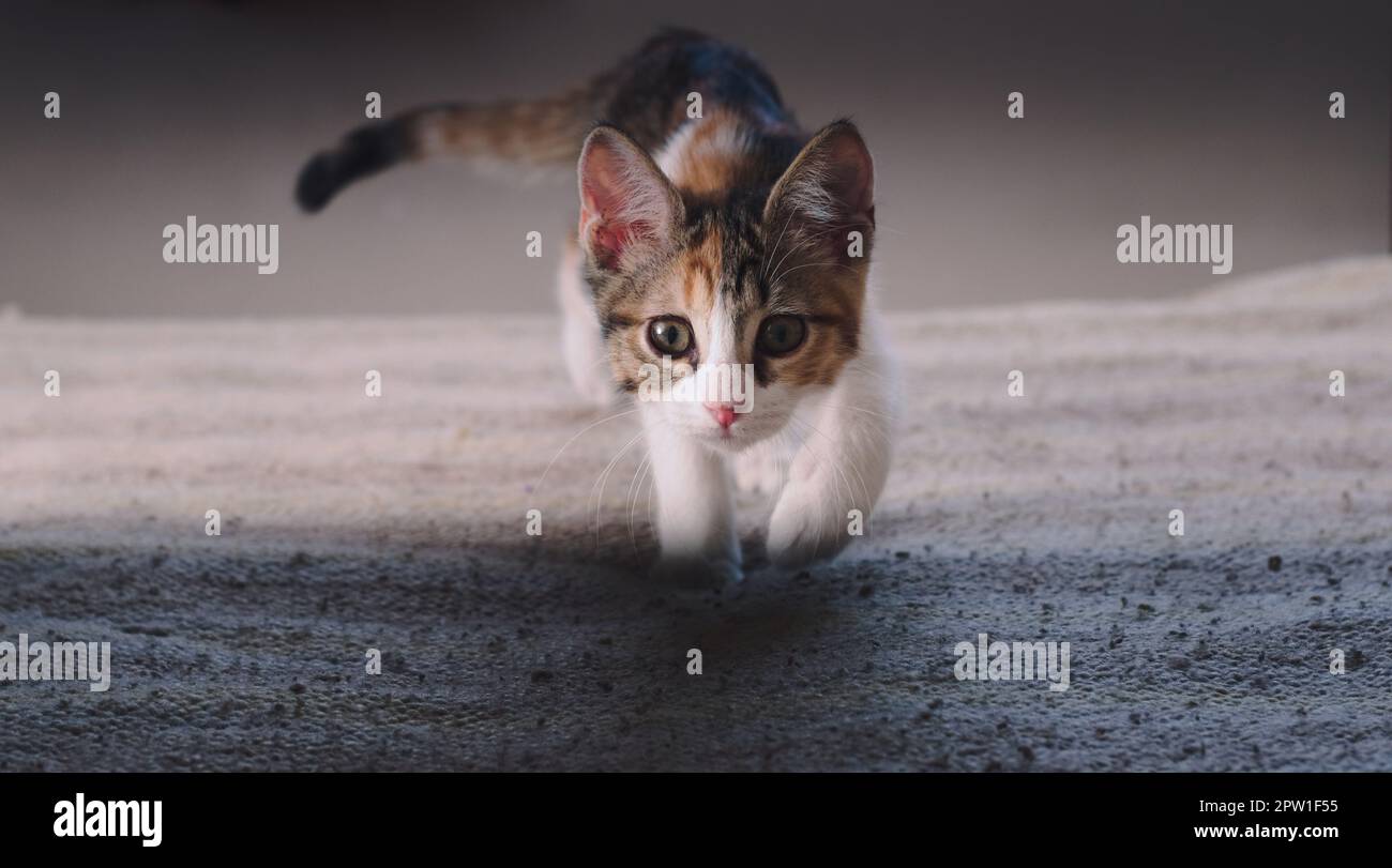 Small kitten playing hunt, walking towards the camera. Stock Photo