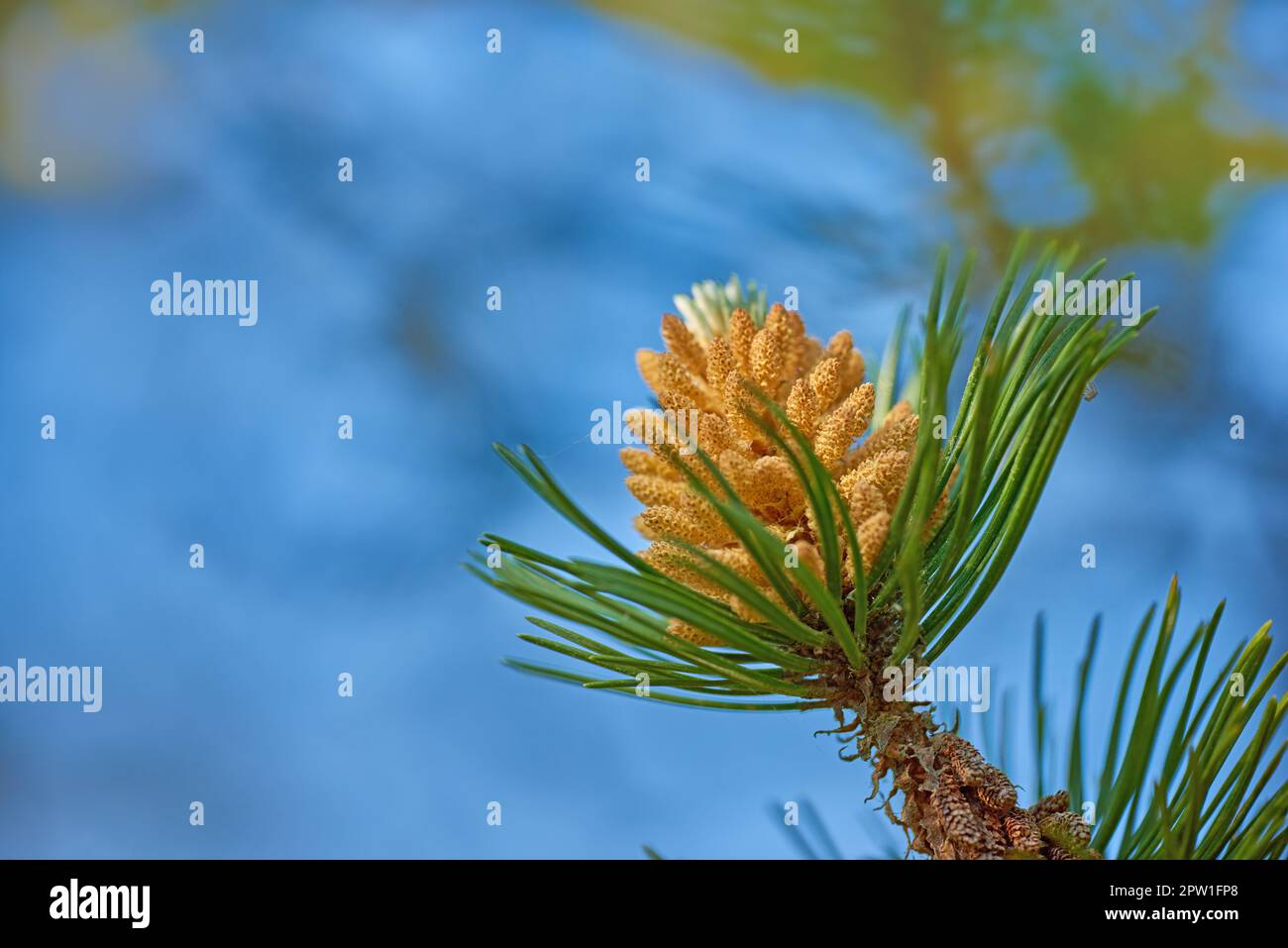 Closeup of yellow pinus massoniana plant growing on a fir and cedar tree isolated against a blue sky background with bokeh copy space. Green pine need Stock Photo
