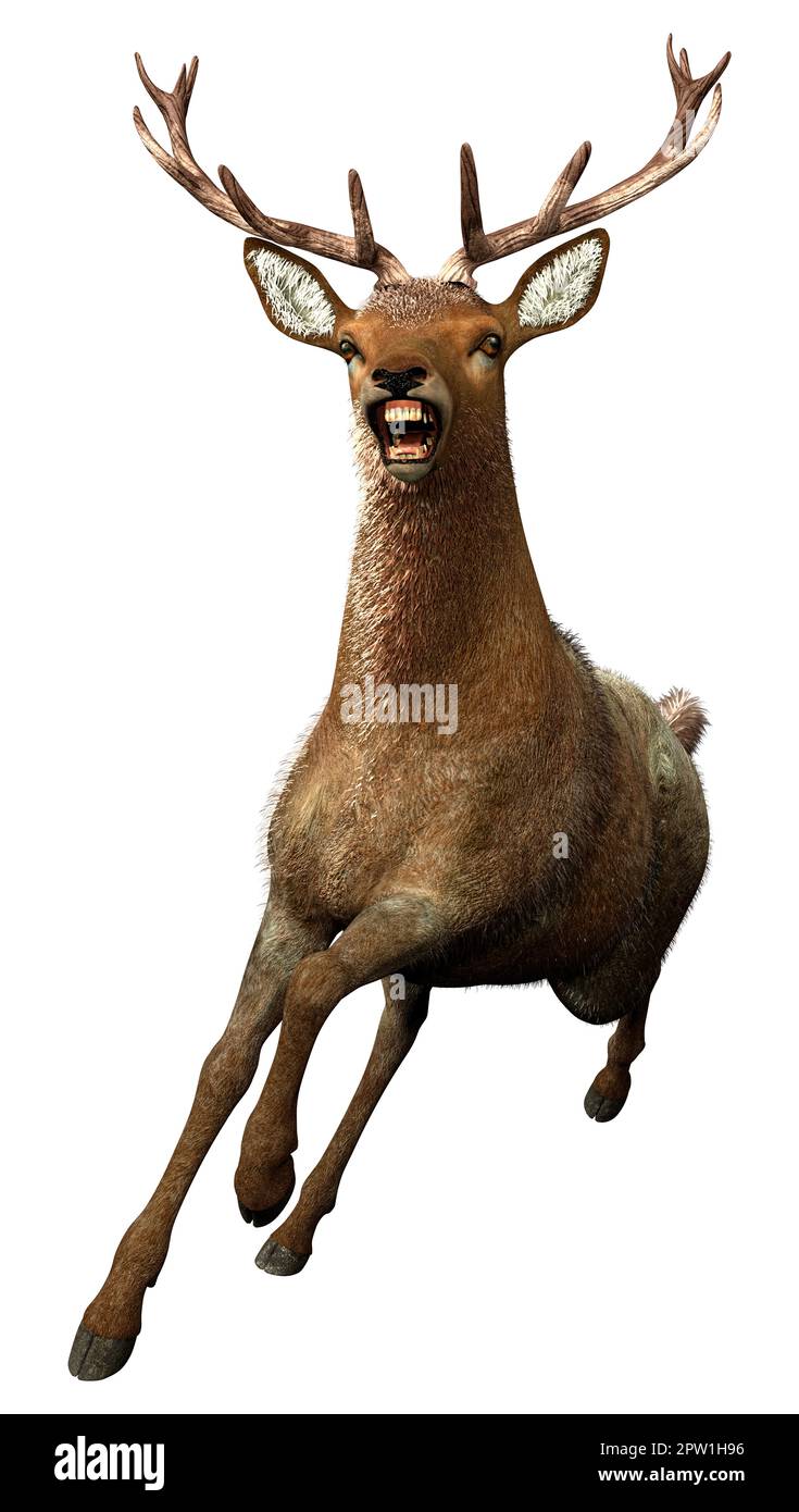 3D rendering of a male deer isolated on white background Stock Photo ...