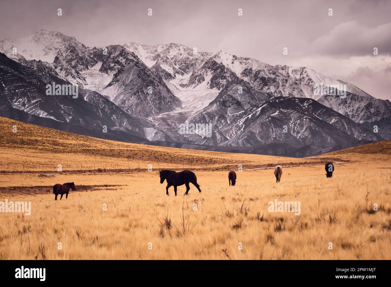 Horses galloping across a cold grassland by the snowy, craggy Andes mountains in Valle de Uco, Mendoza, Argentina. Stock Photo