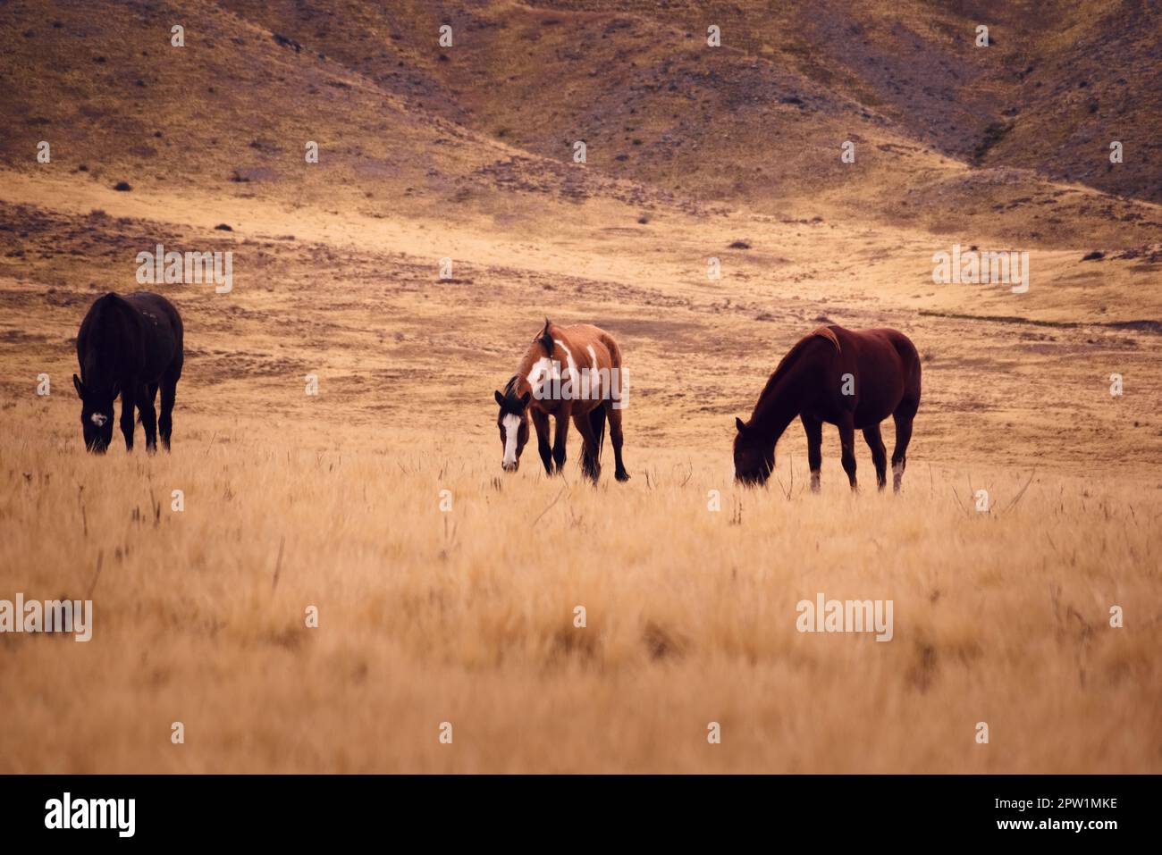 Horses grazing in a dry grassland in Valle de Uco, Mendoza, Argentina, in a dark cloudy day. Stock Photo