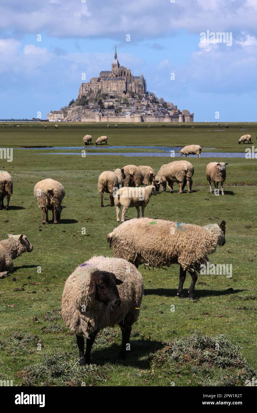 Famous,Le Mont Saint Michel,Mont Saint Michel,and,sheep,graze,grazing,on,the,salt marsh,meadow,meadows,pasture,pastures,that,surround,the,tidal,island,bay,salt marsh lamb,Agneau de pre sale,popular,local,speciality,Grevine,breed,has,AOP,status,salty flavour,delicacy,France,French,Europe,European, UNESCO World Heritage Site,on,the,border,between, Normandy,Normandie,and,Brittany, Stock Photo