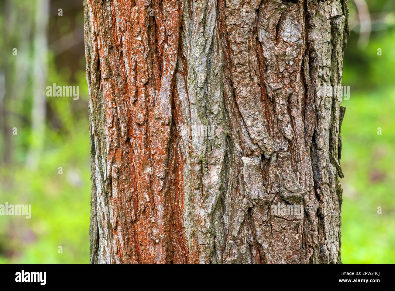 Background of Sophora bark. Detail of the bark of Sophora - Latin name - Sophora japonica pendula. Stock Photo