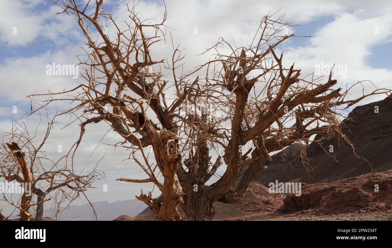 Dry acacia tree in desert of the Negev, Timna Park, Israel Stock Photo