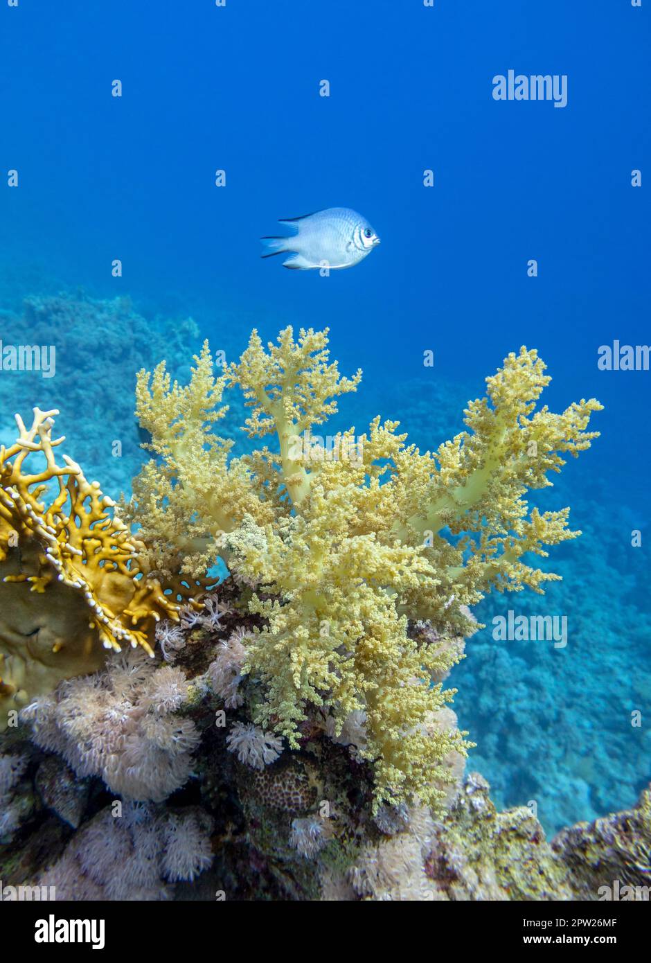 Colorful coral reef at the bottom of tropical sea, yellow broccoli coral, underwater landscape Stock Photo