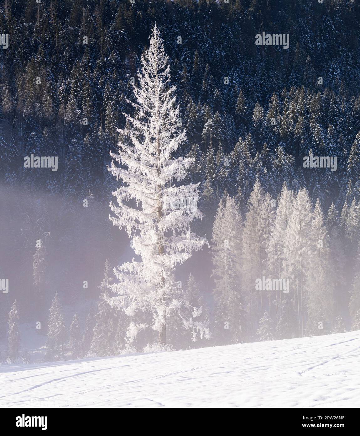 trees of the forest covered with snow Stock Photo - Alamy
