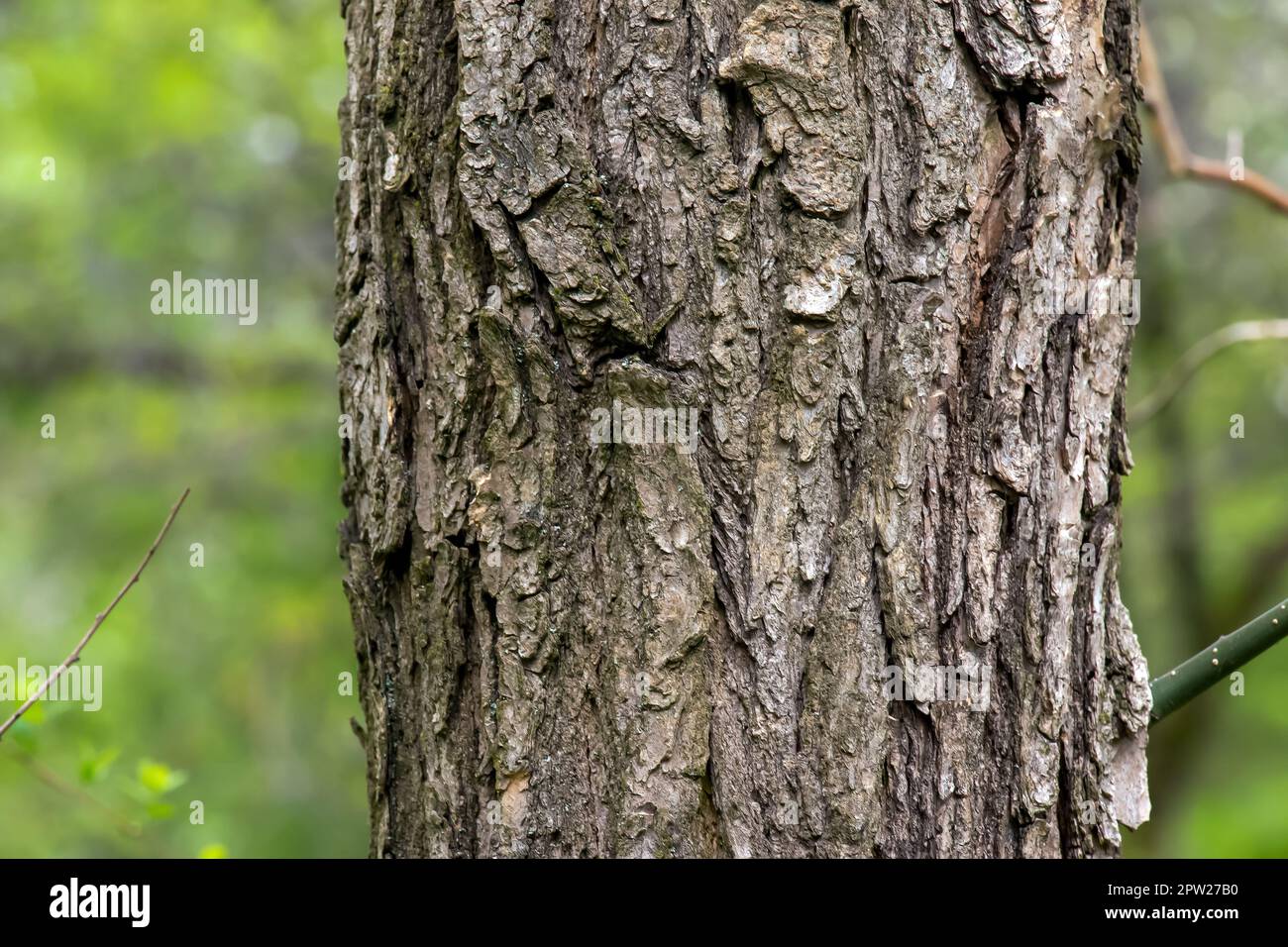 Background of Sophora bark. Detail of the bark of Sophora - Latin name - Sophora japonica pendula. Stock Photo
