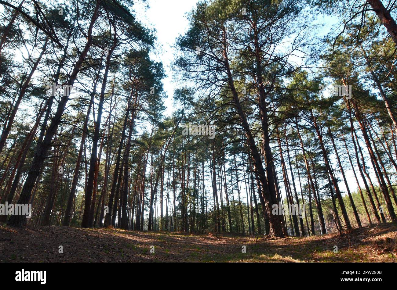 Spring sunny landscape in a pine forest in bright sunlight. Cozy forest space among the pines, dotted with fallen cones and coniferous needles Stock Photo