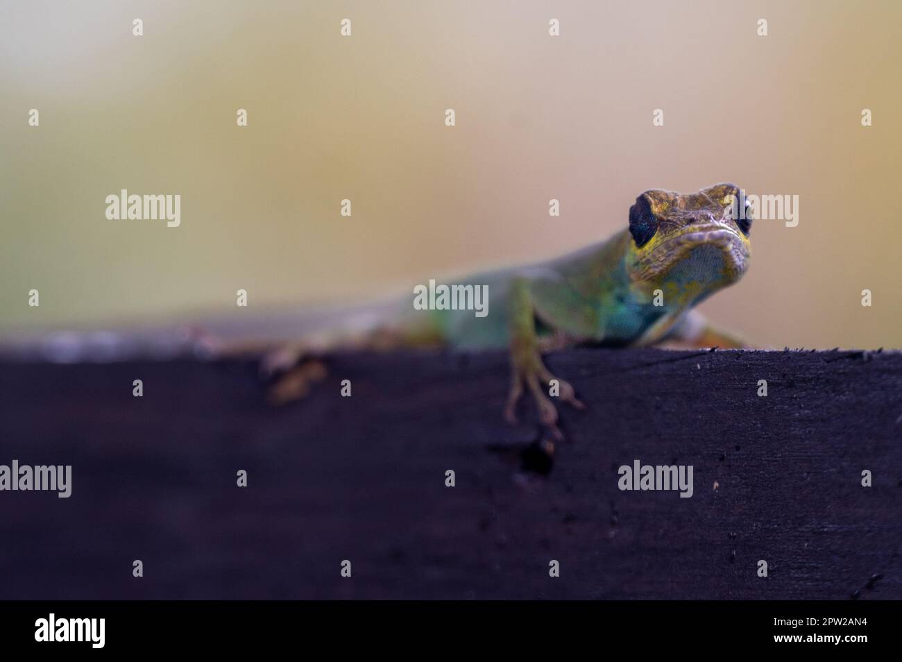 Lizard gate hi-res stock photography and images - Alamy