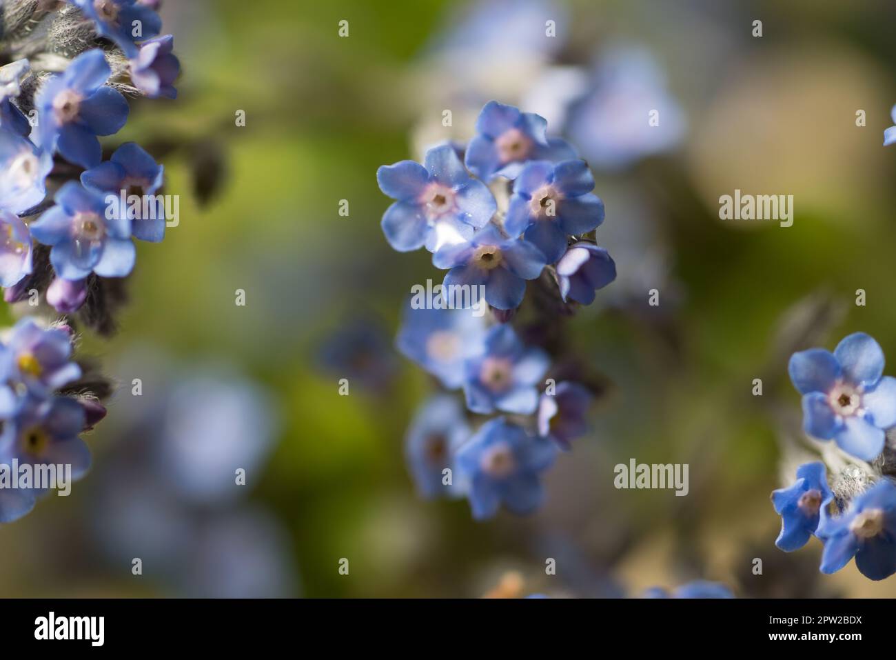 Sfondo natura flora hi-res stock photography and images - Alamy
